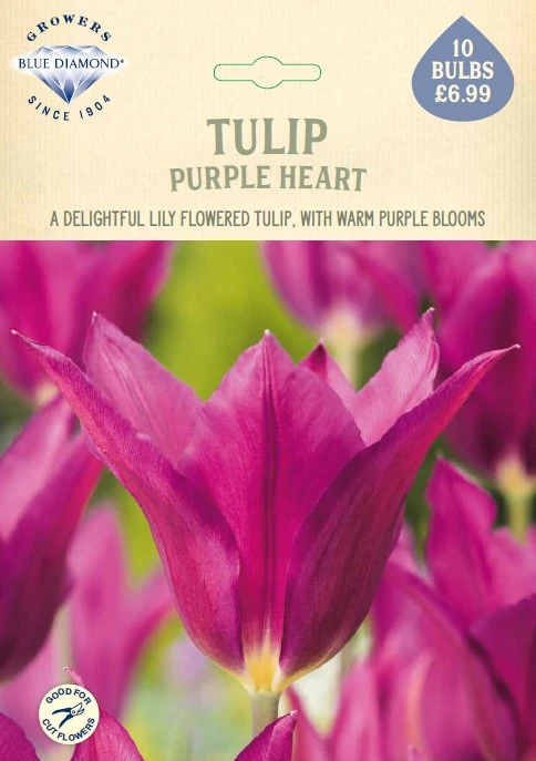 Tulip Purple Heart NE