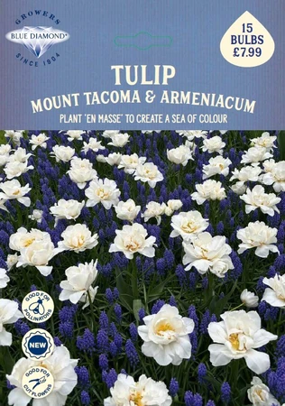 Tulip Mount Tacoma Muscari BR