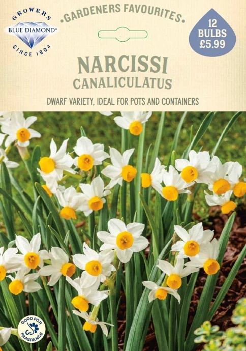 Narcissi Canaliculatus GF