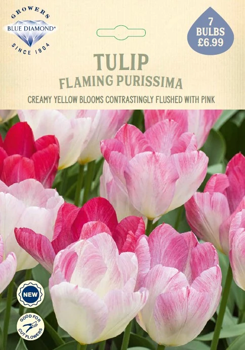 Tulip Flaming Purissima NE
