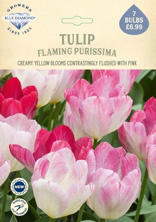 Tulip Flaming Purissima NE