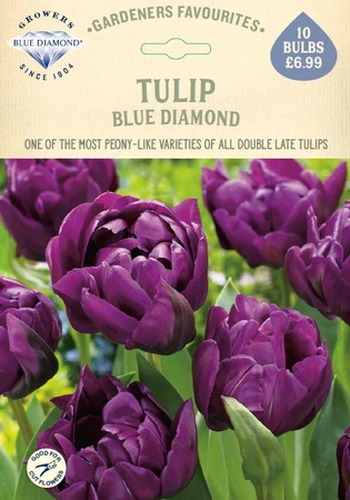 Tulip Blue Diamond GF