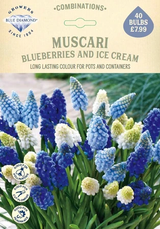 Muscari Blueberries And Ice Cream CR - image 1