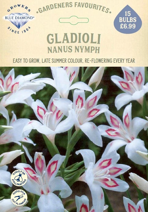 Gladioli Nanus Nymph - image 1