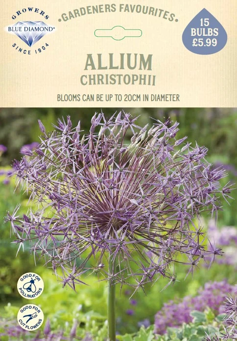 Allium Christophii GF - image 1