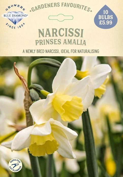 Narcissi Prinses Amalia GF