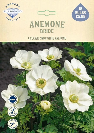 Anemone Bride