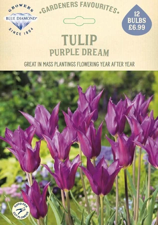 Tulip Purple Dream GF