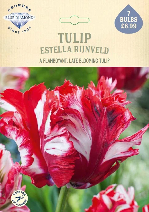 Tulip Estella Rijnveld NE