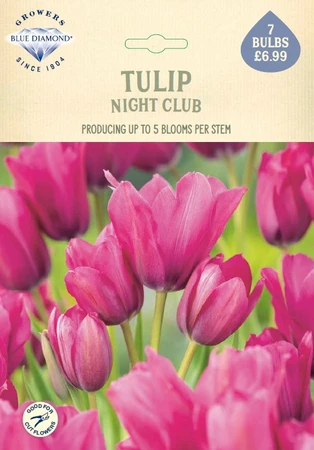 Tulip Night Club NE - image 1