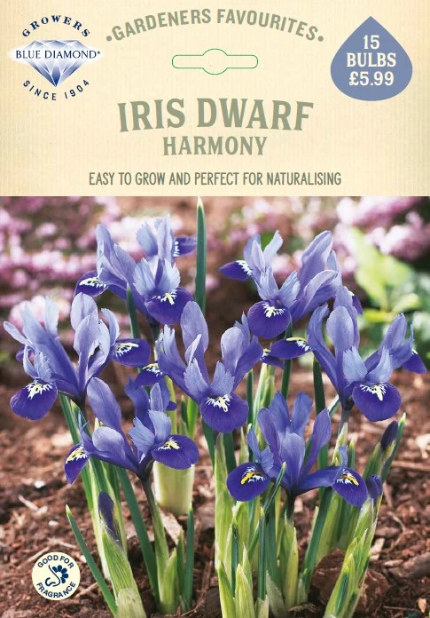 Iris Dwarf Harmony GF - image 1