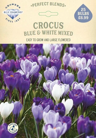 Crocus Blue + White Mixed PBR