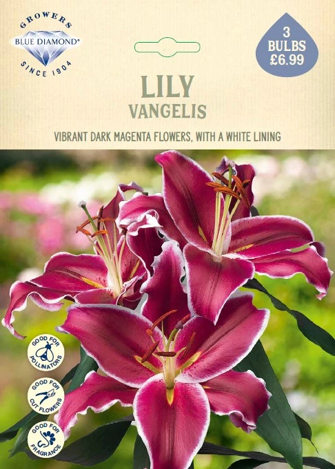 Lilium Vangelis