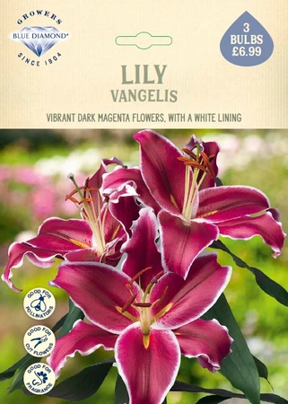Lilium Vangelis