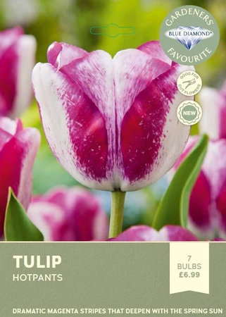 Tulip Hotpants GFR