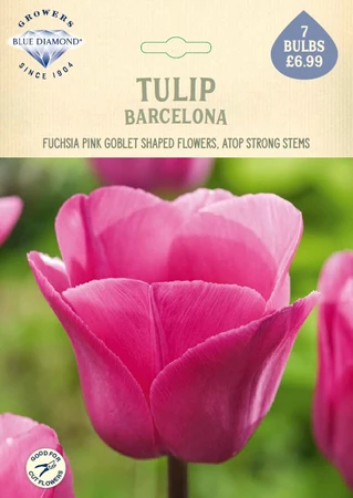 Tulip Barcelona NE
