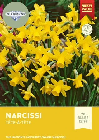 Narcissi Tete a Tete BR
