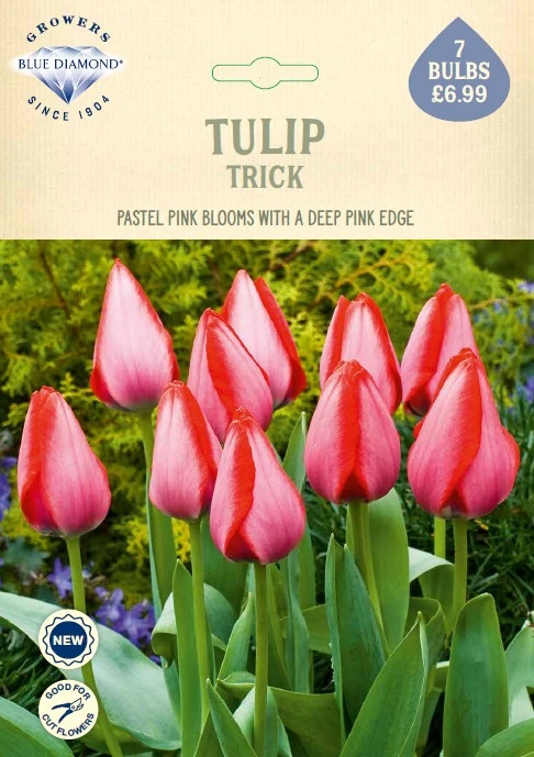 Tulip Trick NE