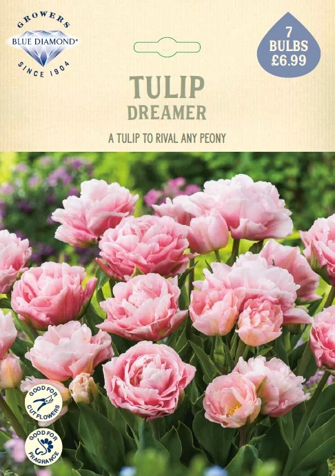 Tulip Dreamer NE