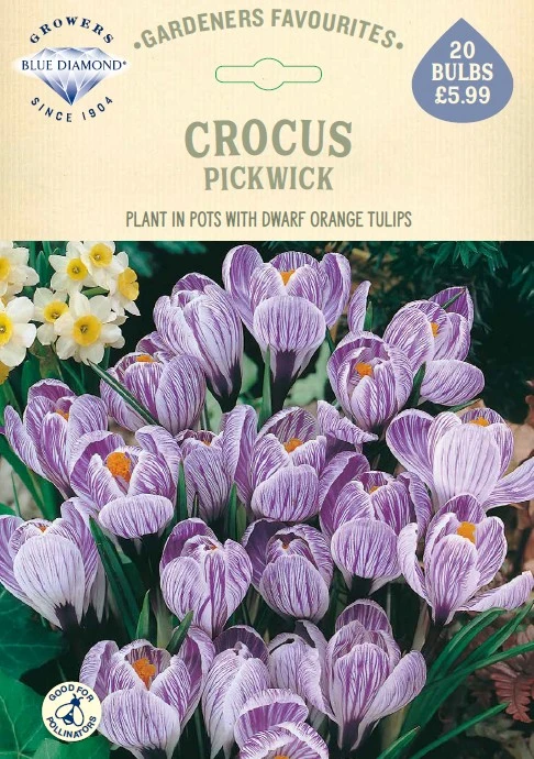 Crocus Pickwick GF