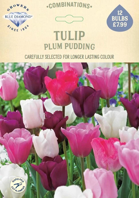 Tulip Plum Pudding CR - image 1