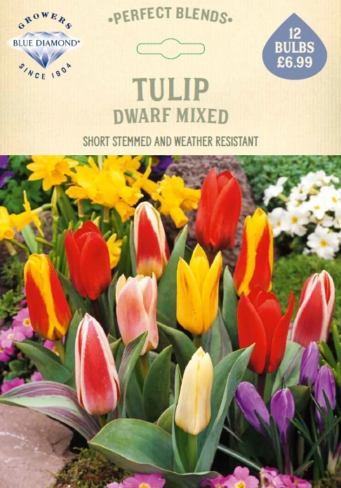 Tulip Dwarf Mixed PBR - image 1