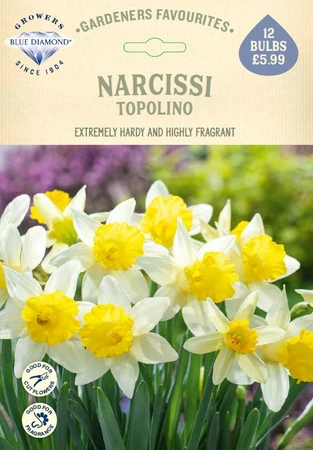 Narcissi Topolino GF