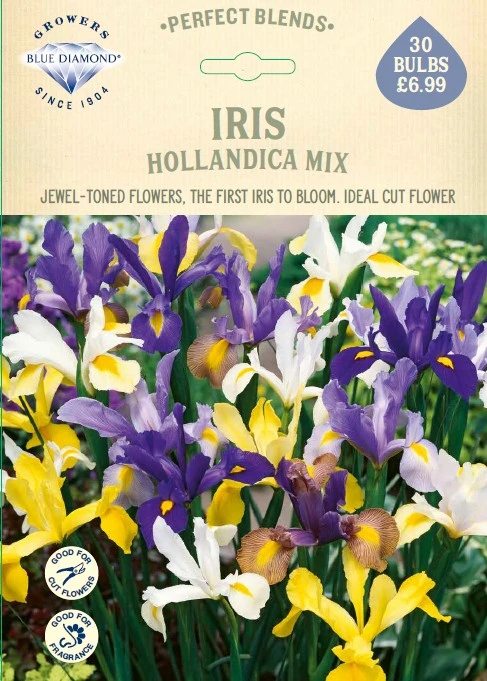 Iris Hollandica Mix - image 1