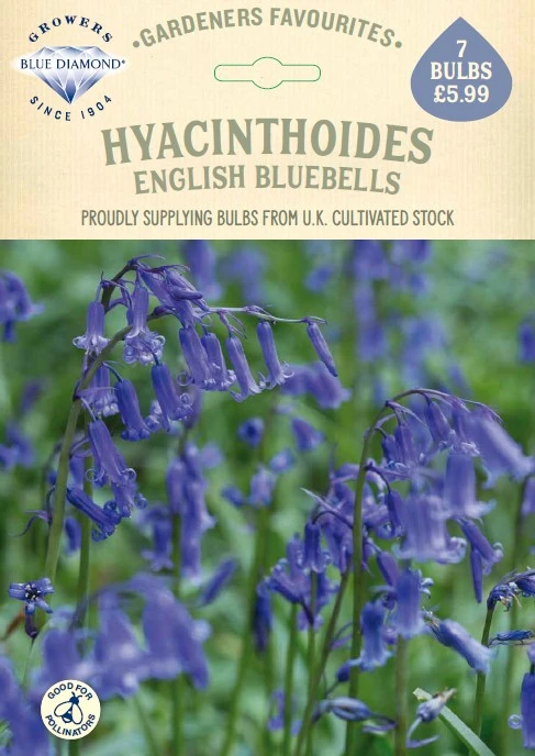 Hyacinthoides non Scripta GF