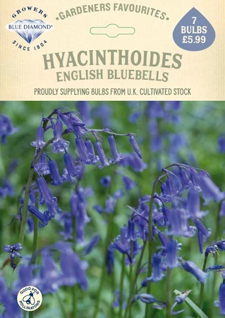 Hyacinthoides non Scripta GF
