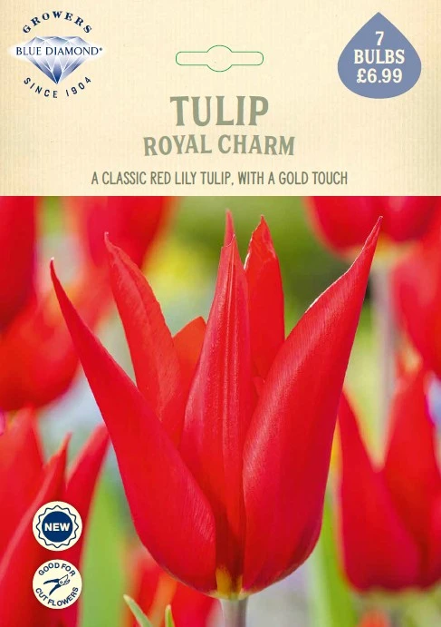 Tulip Royal Charm NE