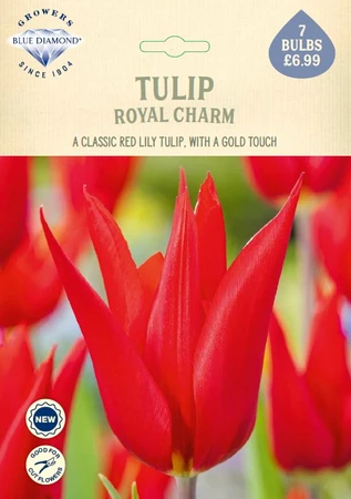 Tulip Royal Charm NE