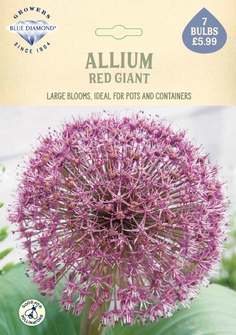 Allium Red Giant NE - image 1