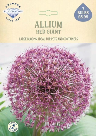 Allium Red Giant NE