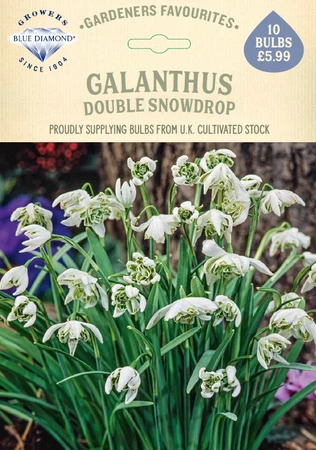 Galanthus Nivalis Flore Pleno GF