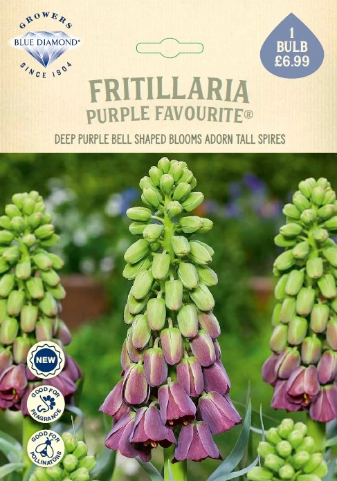 Fritillaria Purple Favourite NE