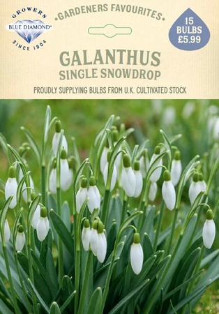 Galanthus Nivalis GF