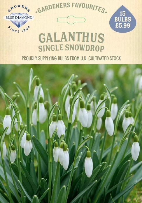 Galanthus Nivalis GF