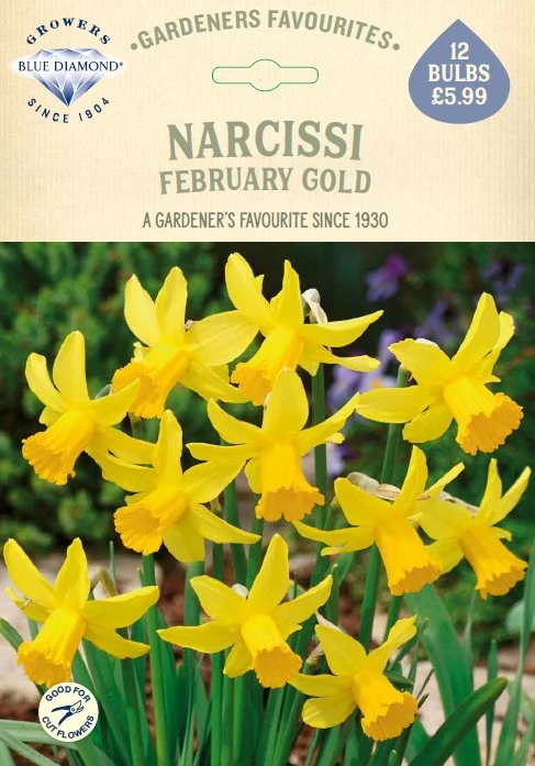 Narcissi February Gold GF - image 1