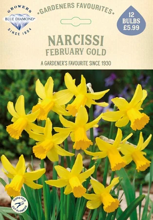 Narcissi February Gold GF - image 1