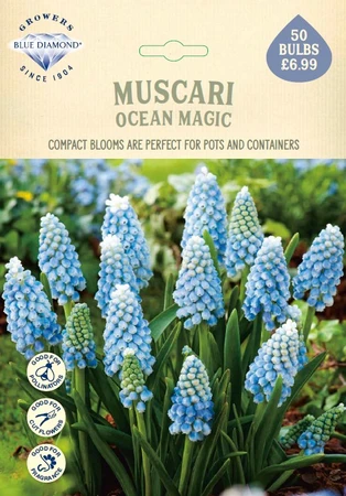 Muscari Latifolium Grape Ice NE