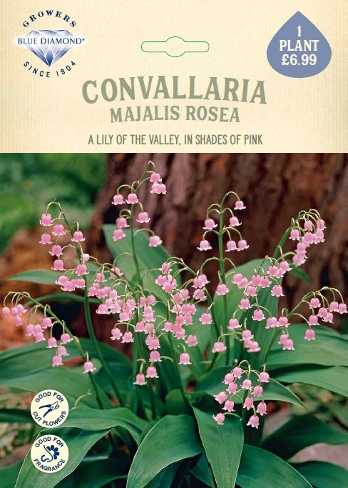 Convallaria Majalis Rosea
