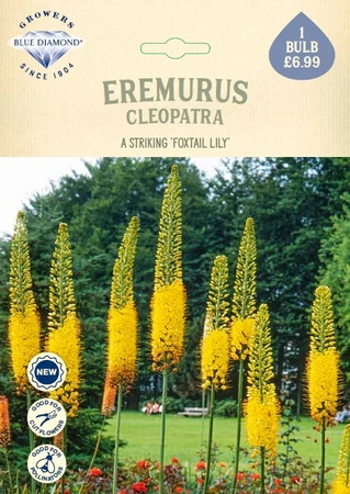 Eremurus Cleopatra NE