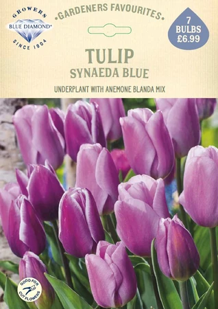 Tulip Synaeda Blue GF