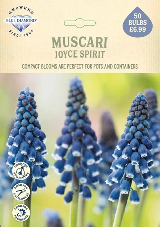 Muscari Joyce Spirit NE