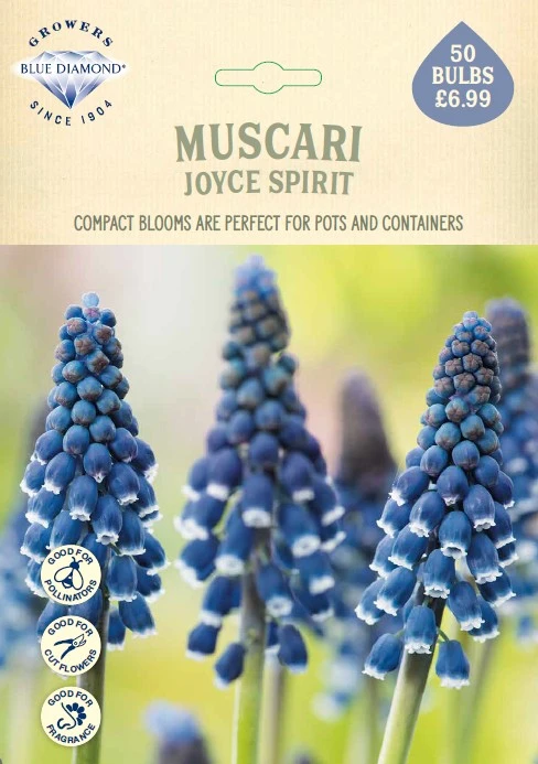 Muscari Joyce Spirit NE