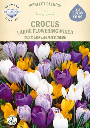 Crocus Mixed PBR