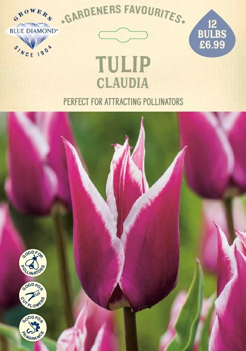 Tulip Claudia GF