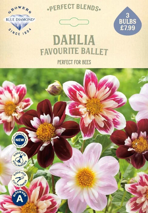 Dahlia Favourite Ballet