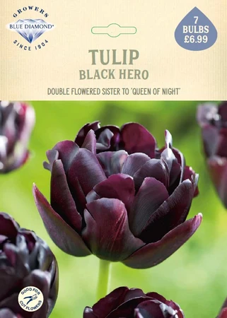Tulip Black Hero NE